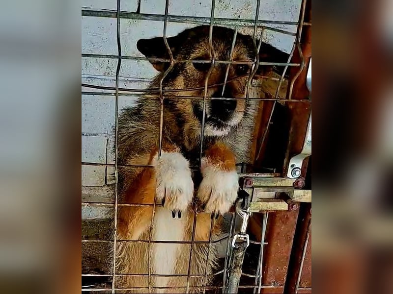 JORGOS - Herzenshund sucht sein Fürimmerzuhause auf PS in 65618 Selters
