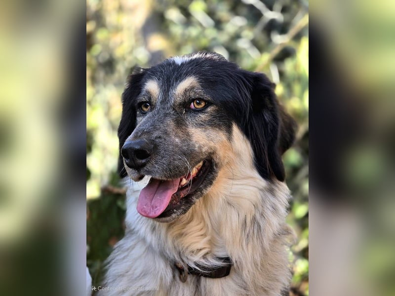 Marzio – Ein fantastischer Begleiter mit großem Herz sucht sein Zuhause