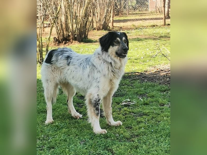 Marzio – Ein fantastischer Begleiter mit großem Herz sucht sein Zuhause