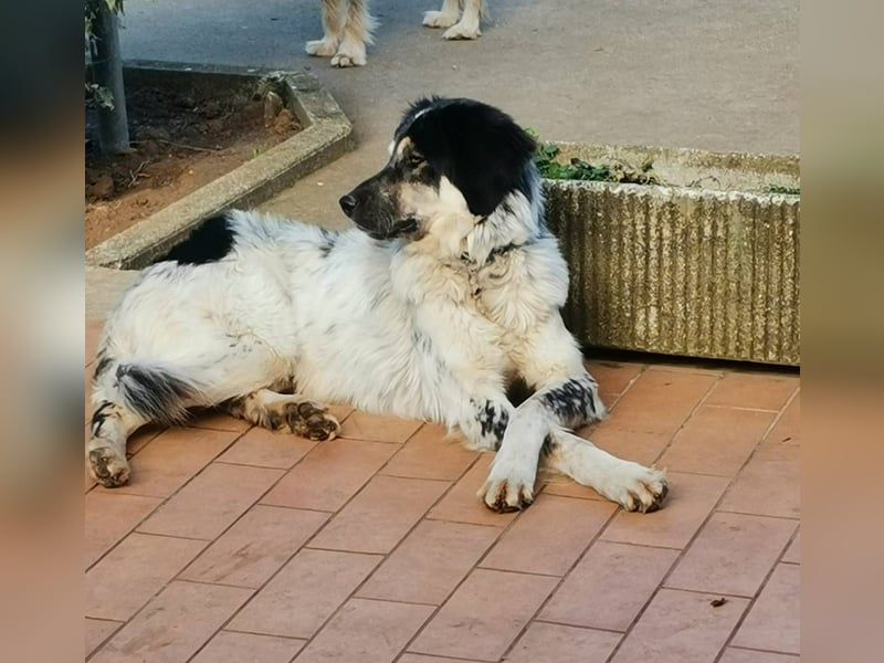 Marzio – Ein fantastischer Begleiter mit großem Herz sucht sein Zuhause
