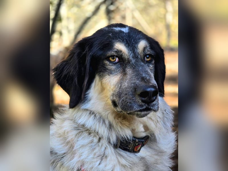 Marzio – Ein fantastischer Begleiter mit großem Herz sucht sein Zuhause