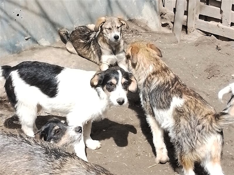 JACK - Traumzuhause gesucht