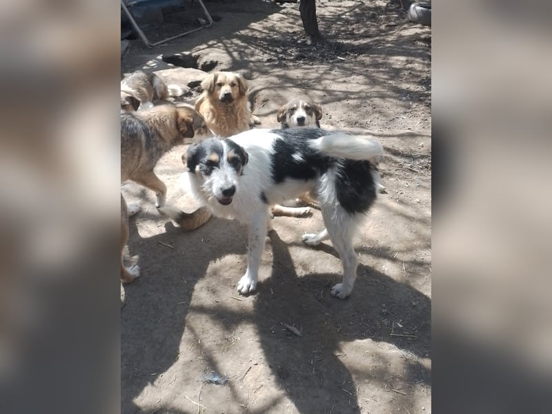 JACK - Traumzuhause gesucht