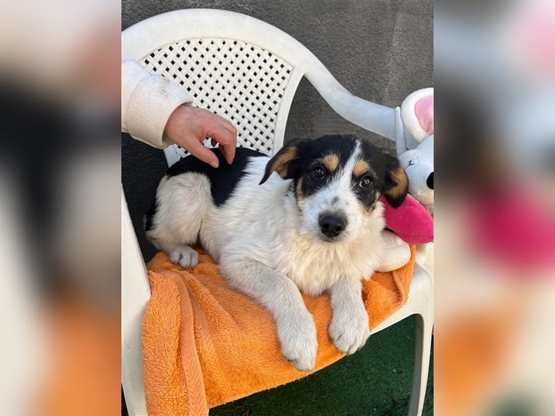 JACK - Traumzuhause gesucht