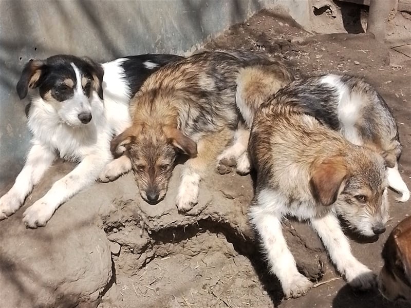 JACK - Traumzuhause gesucht