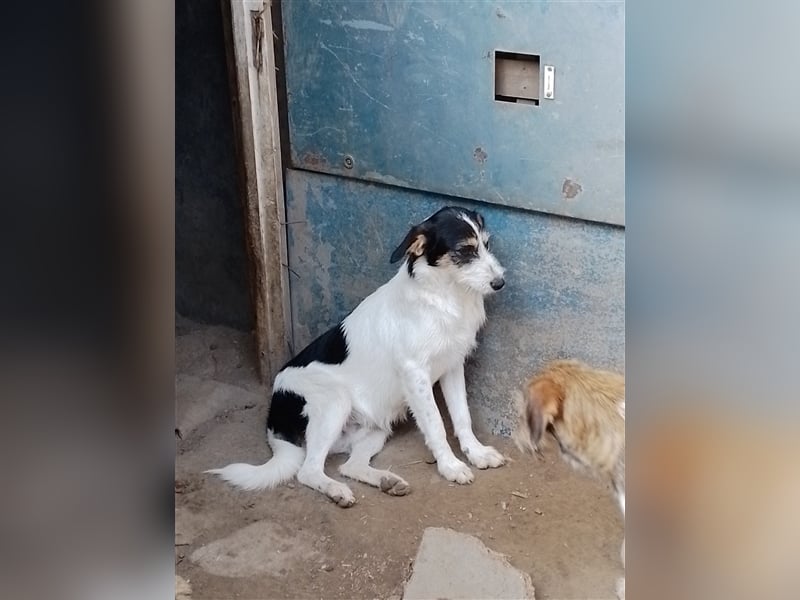 JACK - Traumzuhause gesucht