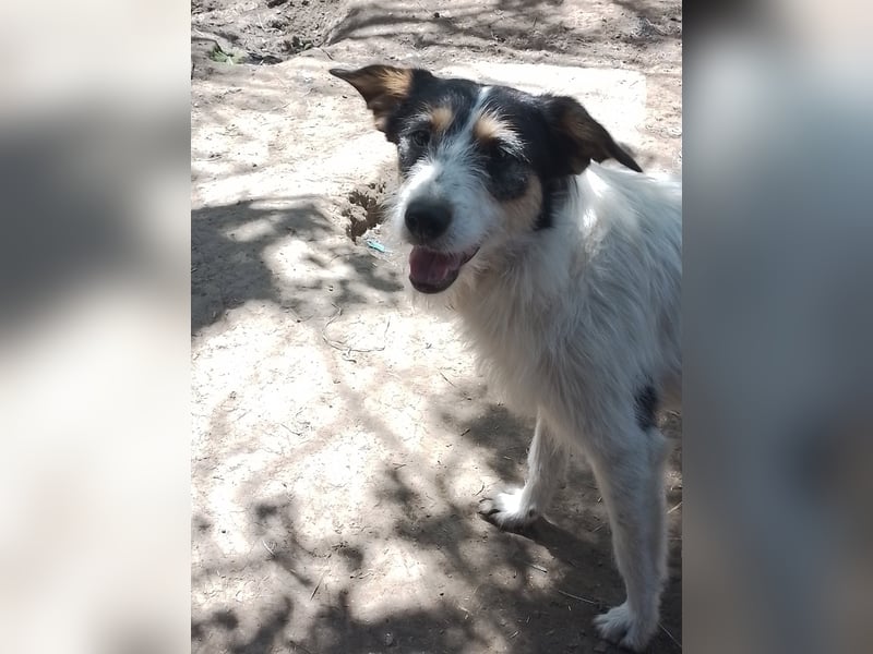 JACK - Traumzuhause gesucht