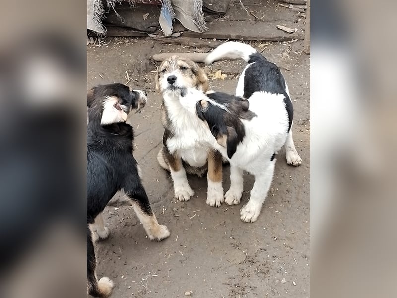 JACK - Traumzuhause gesucht