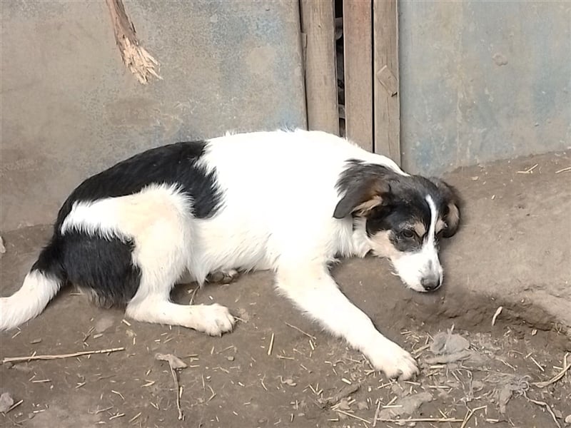 JACK - Traumzuhause gesucht