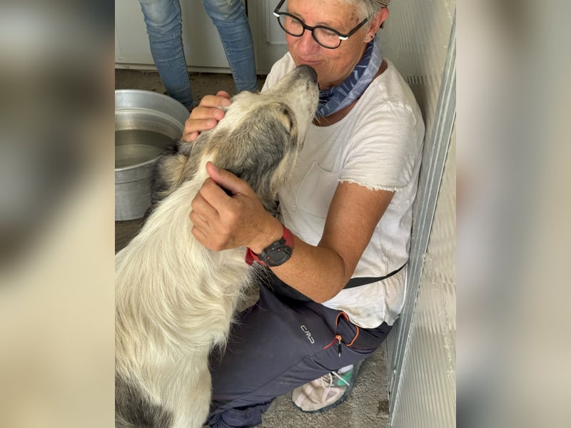 Davide: Sanftmut auf 4 Pfoten