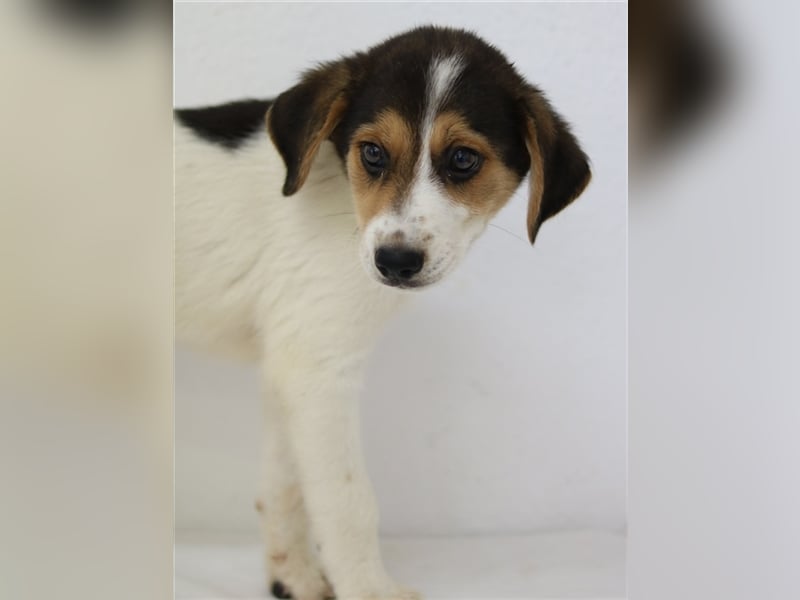 Garro, geb. ca. 05/2023, lebt in GRIECHENLAND, im städt. Tierheim Serres