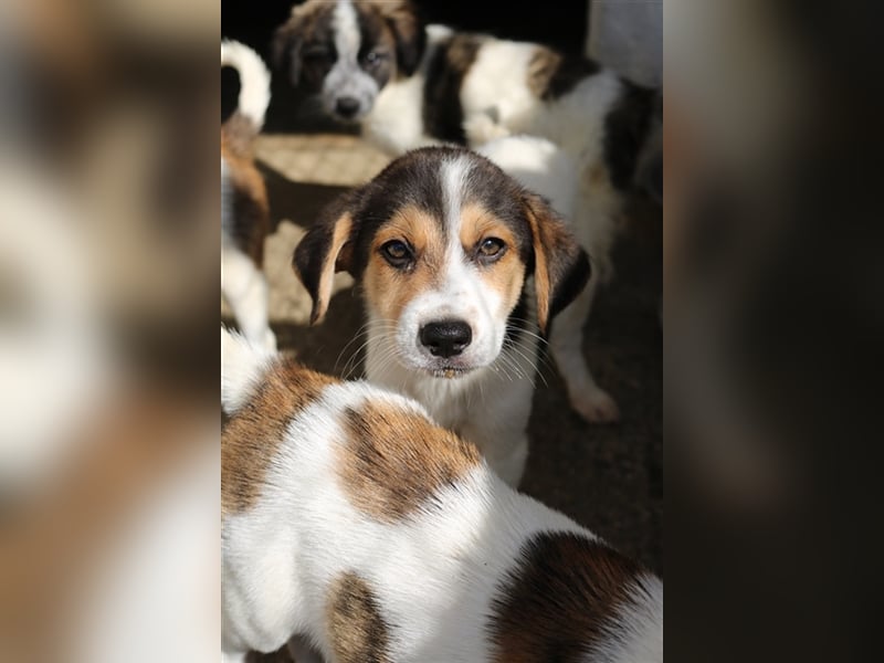 Garro, geb. ca. 05/2023, lebt in GRIECHENLAND, im städt. Tierheim Serres