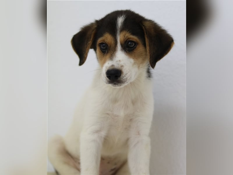 Garro, geb. ca. 05/2023, lebt in GRIECHENLAND, im städt. Tierheim Serres