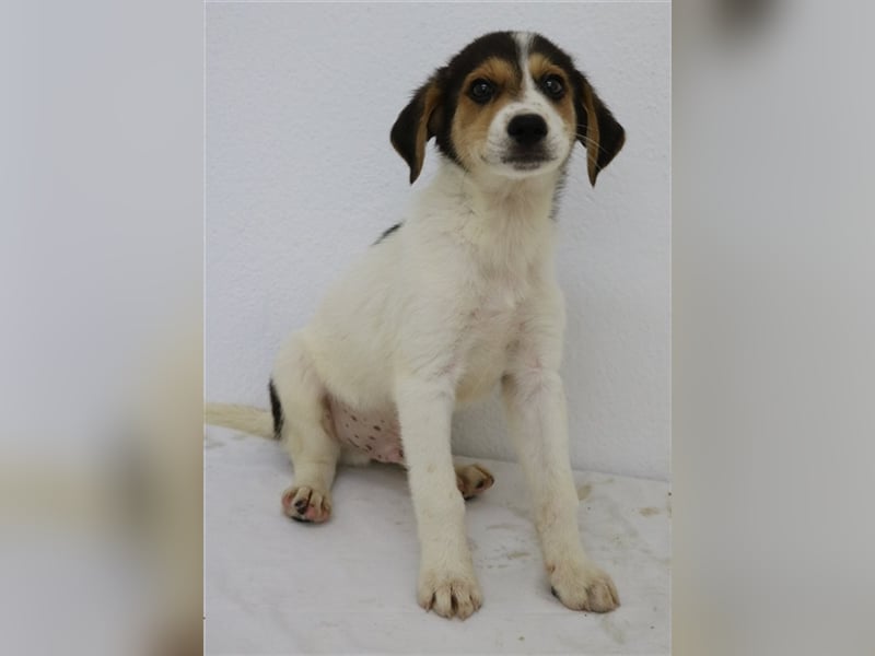 Garro, geb. ca. 05/2023, lebt in GRIECHENLAND, im städt. Tierheim Serres