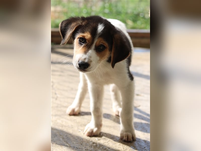 Garro, geb. ca. 05/2023, lebt in GRIECHENLAND, im städt. Tierheim Serres