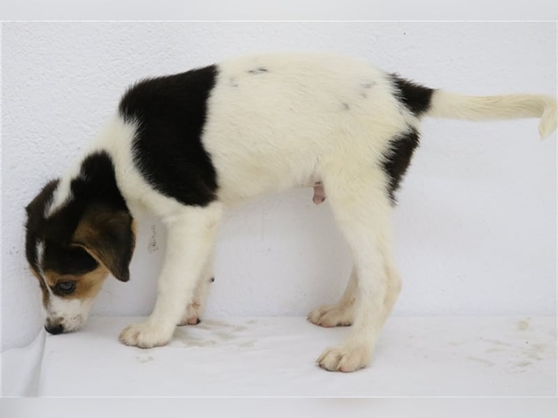 Garro, geb. ca. 05/2023, lebt in GRIECHENLAND, im städt. Tierheim Serres