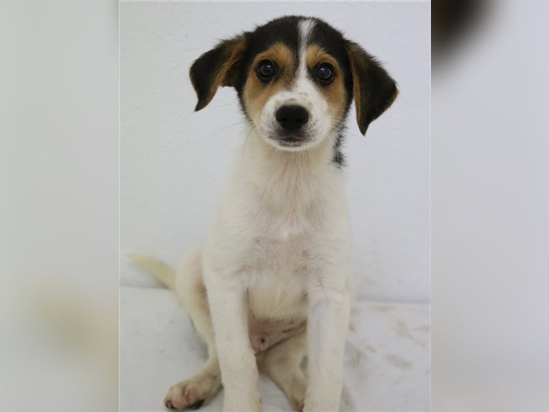 Garro, geb. ca. 05/2023, lebt in GRIECHENLAND, im städt. Tierheim Serres