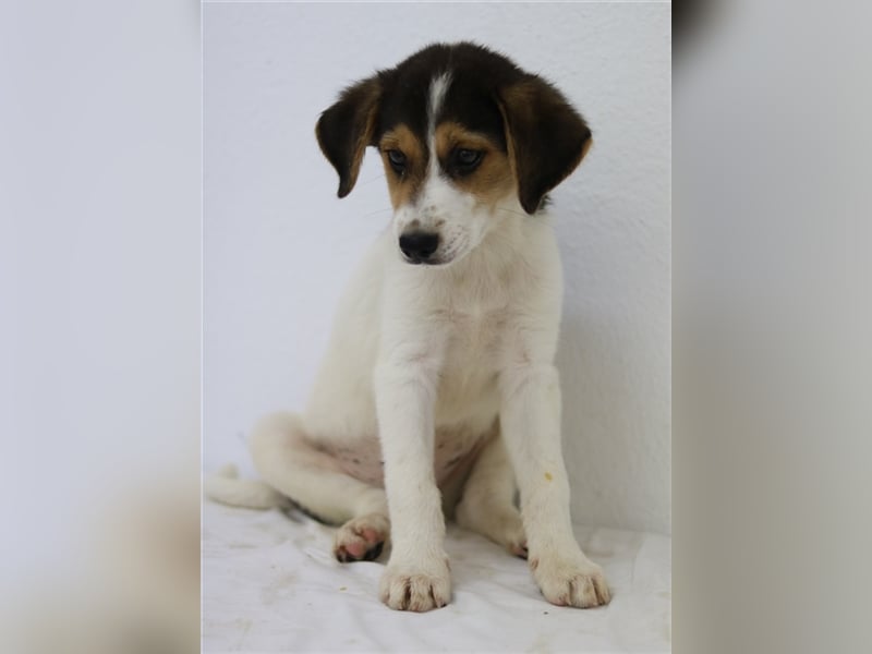 Garro, geb. ca. 05/2023, lebt in GRIECHENLAND, im städt. Tierheim Serres
