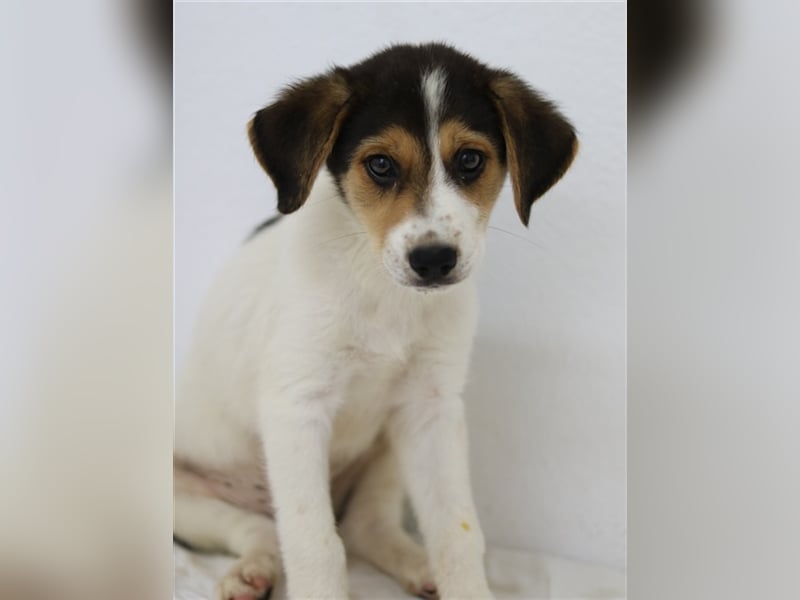 Garro, geb. ca. 05/2023, lebt in GRIECHENLAND, im städt. Tierheim Serres