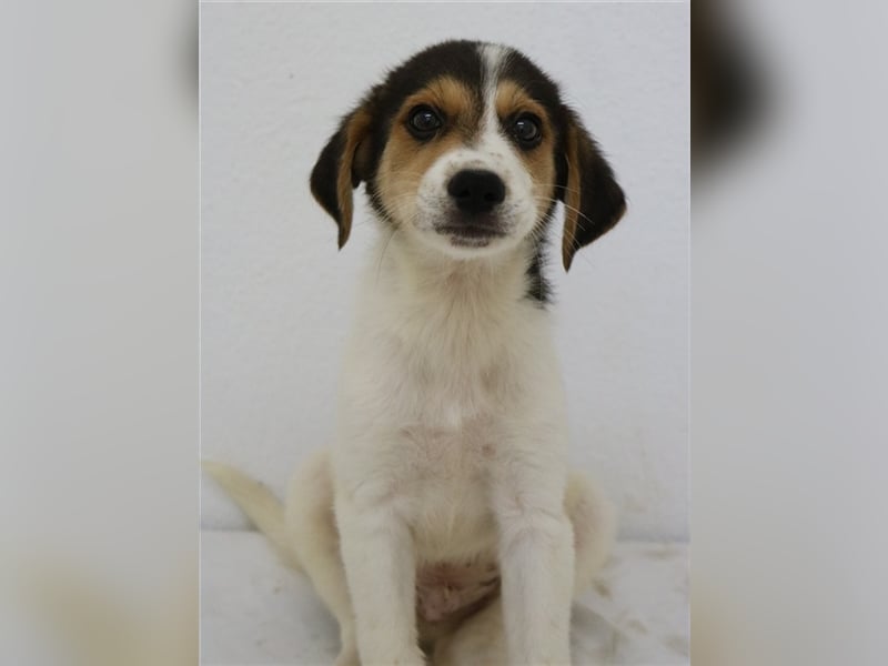 Garro, geb. ca. 05/2023, lebt in GRIECHENLAND, im städt. Tierheim Serres