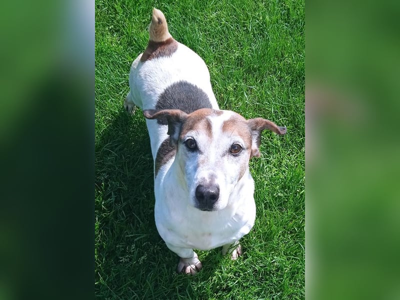 JORDI - lebhafter, unerschrockener und selbstbewusster Jagdhund-Mix sucht erfahrene Menschen