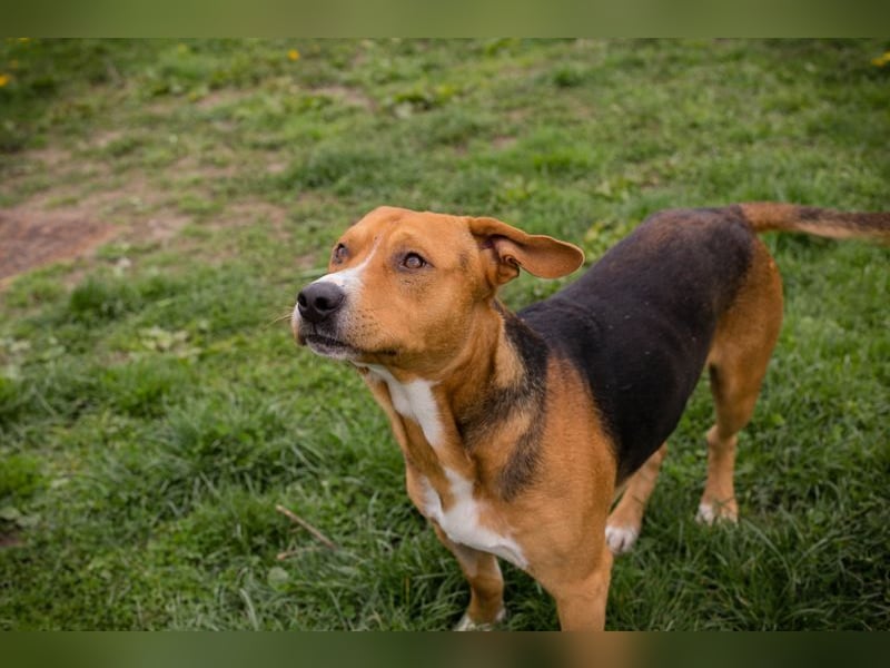 PEPO - der liebe, verspielte Hundemann mag Menschen und Artgenossen und sucht ein tolles Zuhause