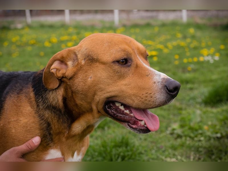 PEPO - der liebe, verspielte Hundemann mag Menschen und Artgenossen und sucht ein tolles Zuhause