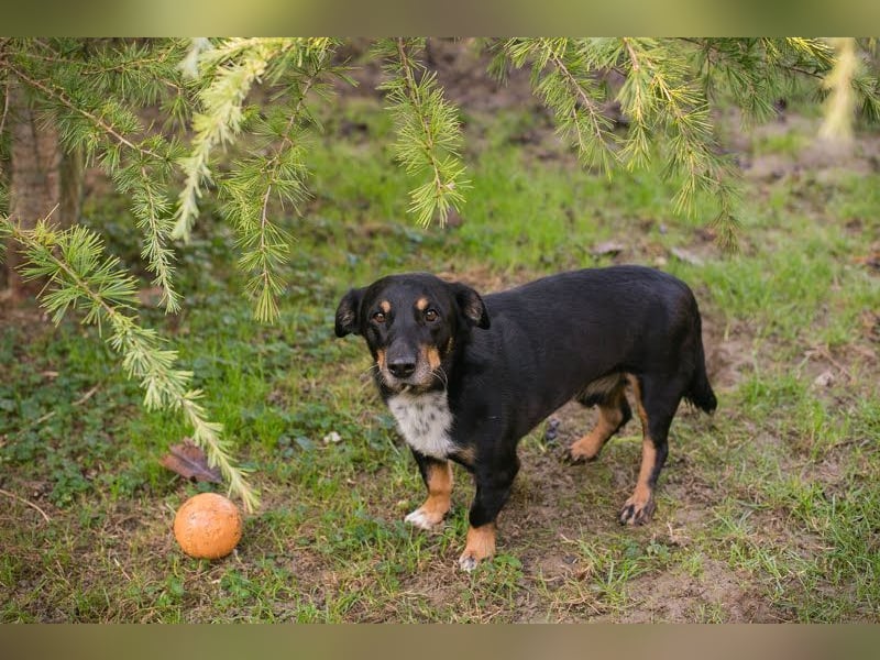SIDNEY - das Wunder von Prijatelji!!!!