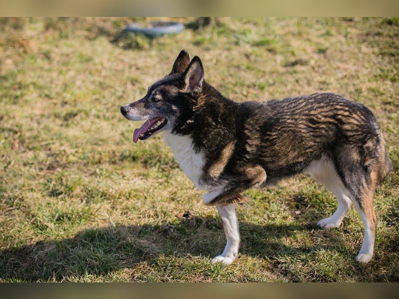COLLIN - ich suche eine tolle Familie die mich trotz meines Handicaps lieb hat!