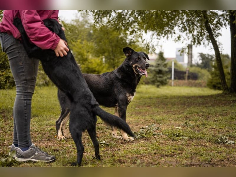 MEMO - der noch etwas schüchterne, aber zugängliche Rüde sucht eine hundeerfahrene Familie
