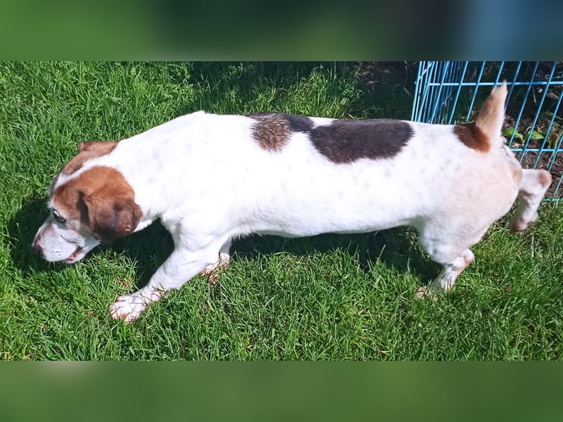 JORDI - lebhafter, unerschrockener und selbstbewusster Jagdhund-Mix sucht erfahrene Menschen
