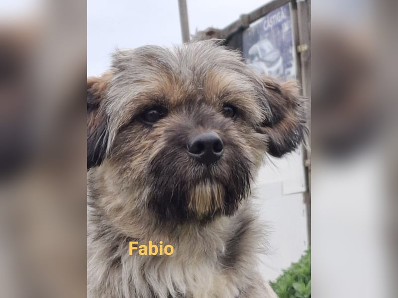 FABIO - klein und allein auf der Straße gefunden