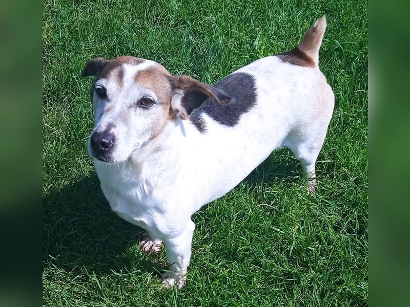JORDI - lebhafter, unerschrockener und selbstbewusster Jagdhund-Mix sucht erfahrene Menschen