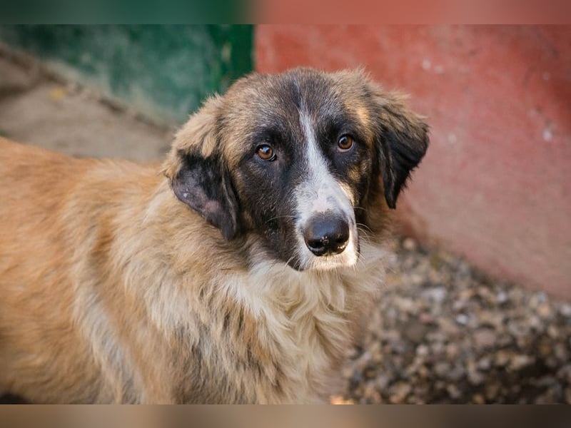 BALU - der fröhliche und freundliche junge Rüde freut sich auf tolle Abenteuer mit seiner Familie