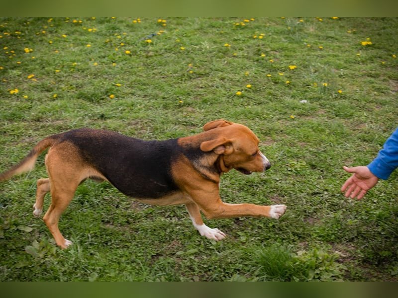 PEPO - der liebe, verspielte Hundemann mag Menschen und Artgenossen und sucht ein tolles Zuhause
