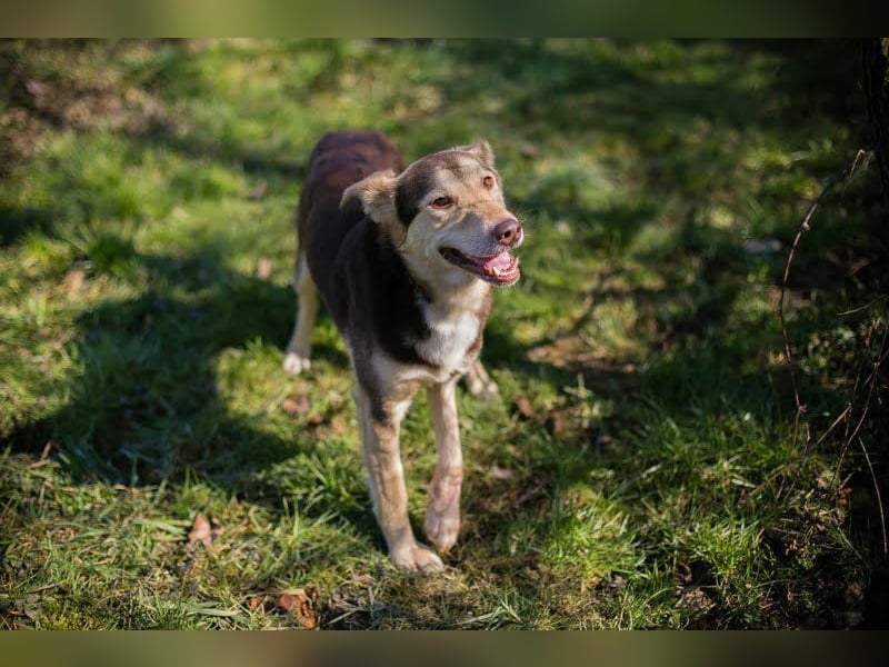 SCOTTI - der tolle Typ liebt Mensch + Hund und träumt von einem weichen Bettchen im eigenen Zuhause