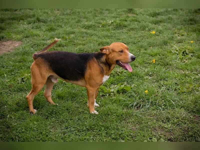 PEPO - der liebe, verspielte Hundemann mag Menschen und Artgenossen und sucht ein tolles Zuhause