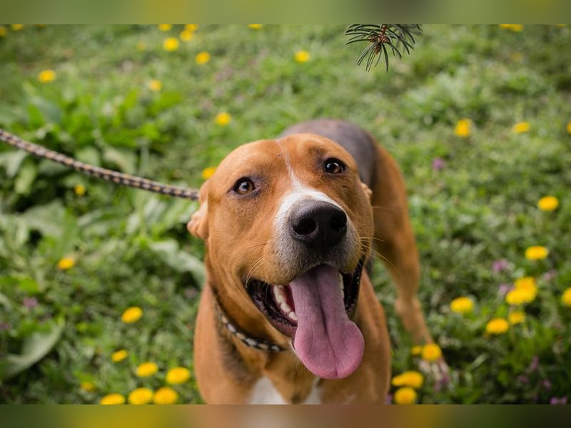 PEPO - der liebe, verspielte Hundemann mag Menschen und Artgenossen und sucht ein tolles Zuhause