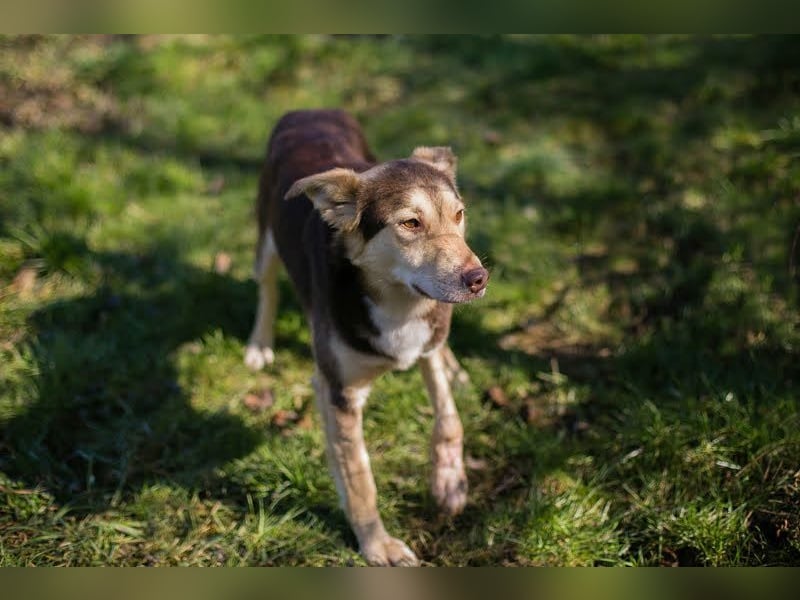SCOTTI - der tolle Typ liebt Mensch + Hund und träumt von einem weichen Bettchen im eigenen Zuhause