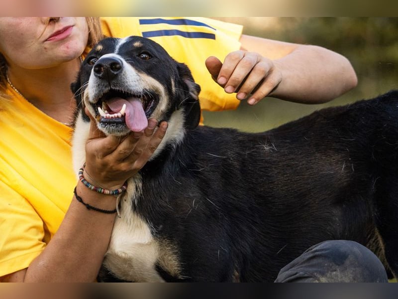 JACKO - der freundliche und menschenbezogene Rüde möchte beschäftigt werden und lernen