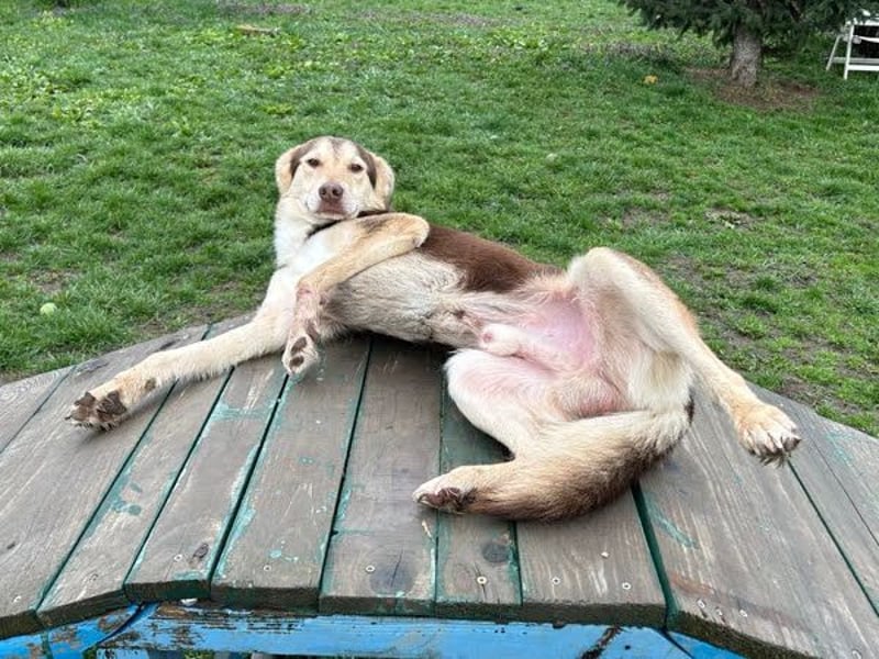 SCOTTI - der tolle Typ liebt Mensch + Hund und träumt von einem weichen Bettchen im eigenen Zuhause