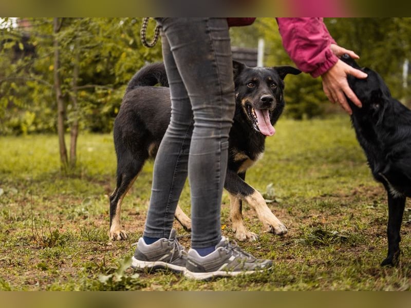 MEMO - der noch etwas schüchterne, aber zugängliche Rüde sucht eine hundeerfahrene Familie