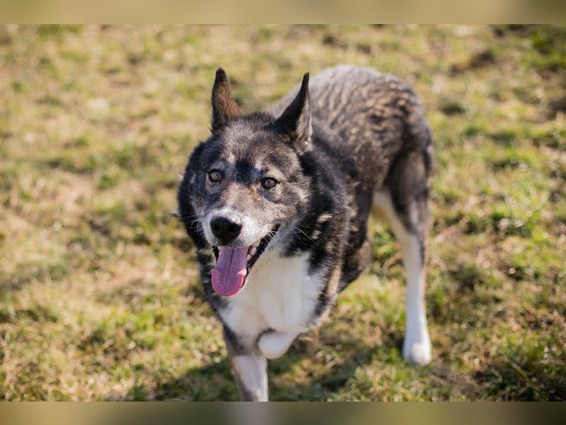 COLLIN - ich suche eine tolle Familie die mich trotz meines Handicaps lieb hat!