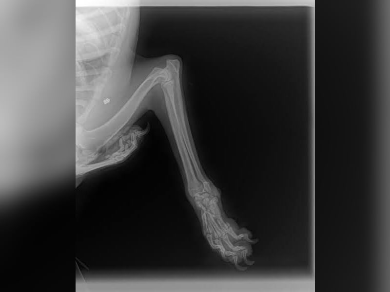 SCOTTI - der tolle Typ liebt Mensch + Hund und träumt von einem weichen Bettchen im eigenen Zuhause