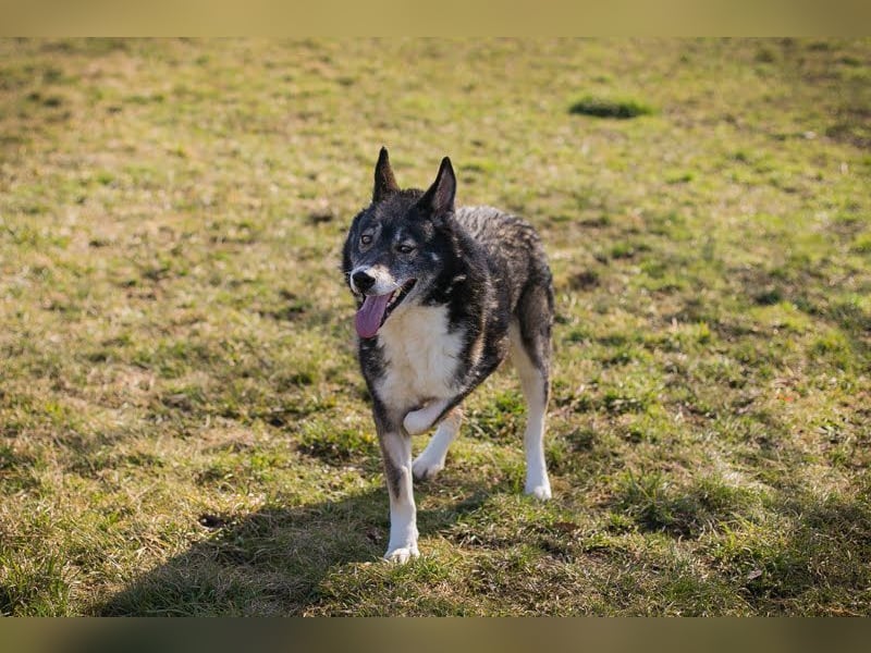 COLLIN - ich suche eine tolle Familie die mich trotz meines Handicaps lieb hat!