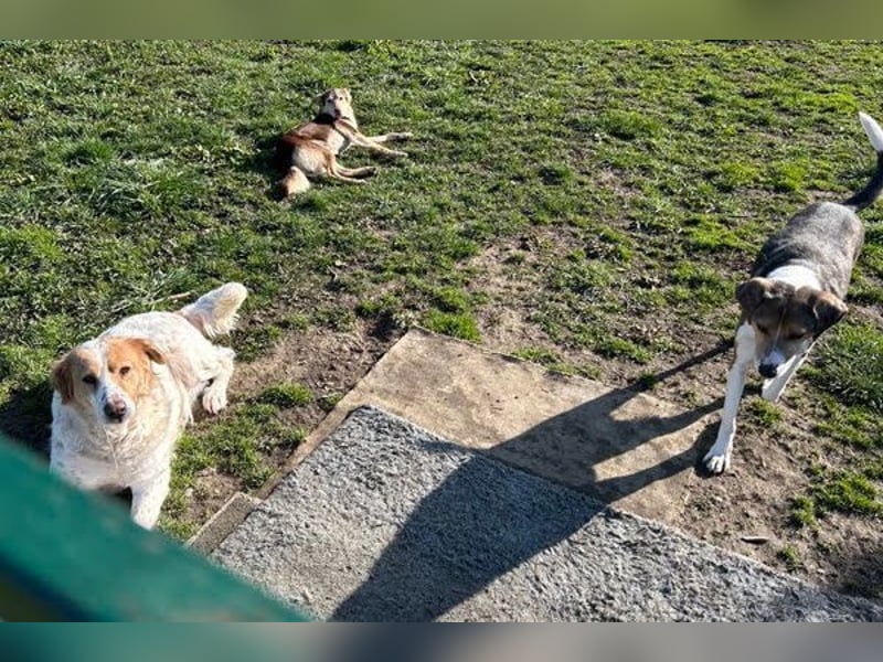 SCOTTI - der tolle Typ liebt Mensch + Hund und träumt von einem weichen Bettchen im eigenen Zuhause