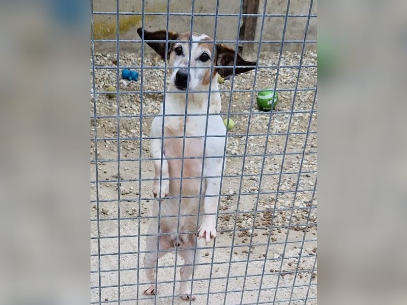 JORDI - lebhafter, unerschrockener und selbstbewusster Jagdhund-Mix sucht erfahrene Menschen