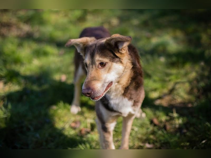 SCOTTI - der tolle Typ liebt Mensch + Hund und träumt von einem weichen Bettchen im eigenen Zuhause
