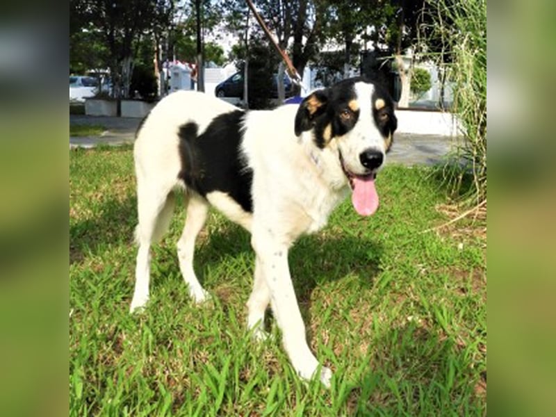 Remo sucht Menschen mit Hundeverstand