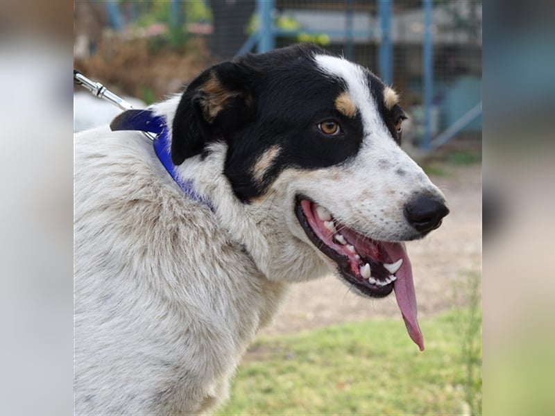 Remo sucht Menschen mit Hundeverstand